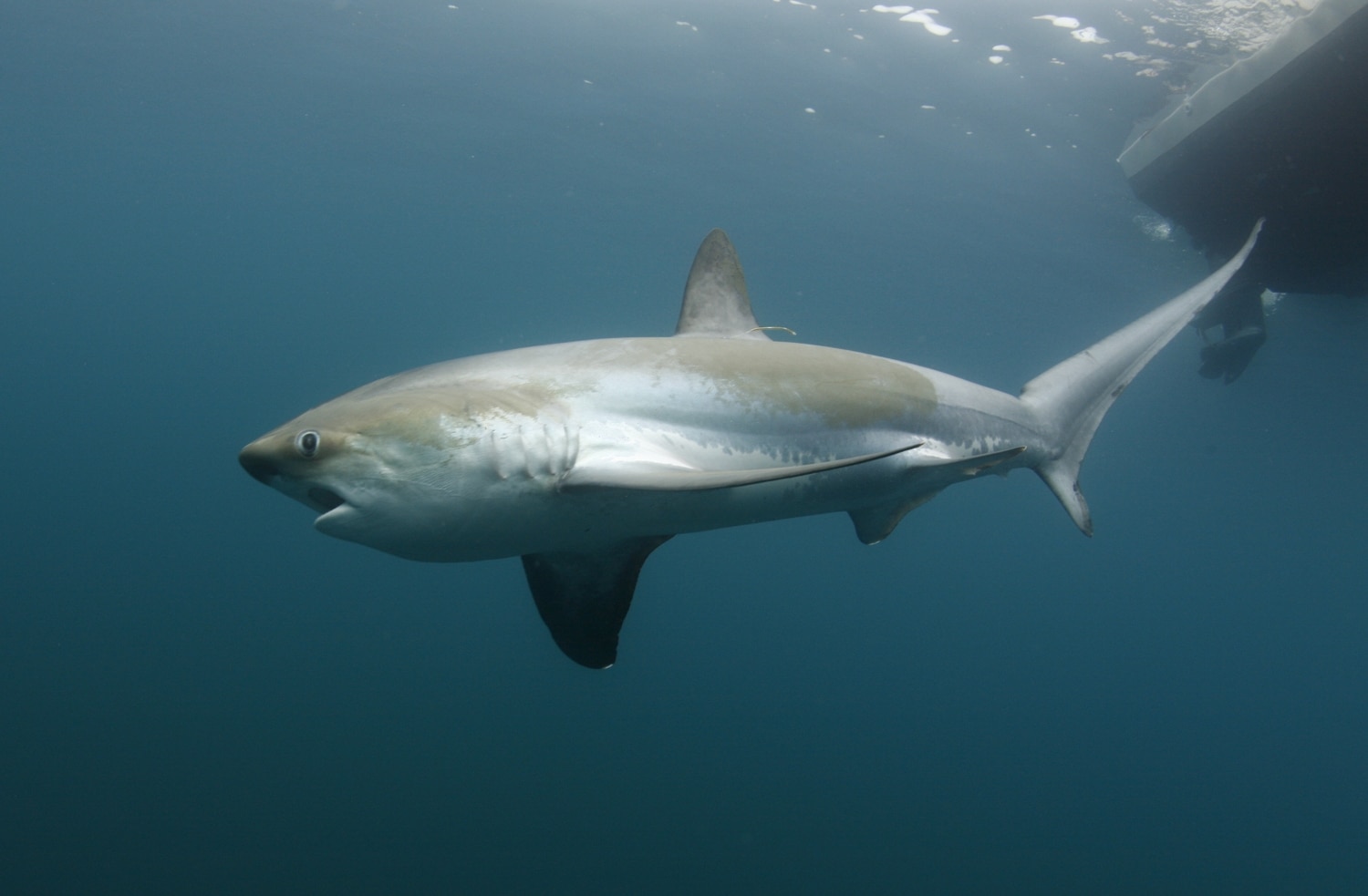 Fly Fishing for Sharks in UK Saltwaters