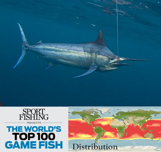 Halco South Africa - Topwater lure for Garrick, Tuna, Kingfish and