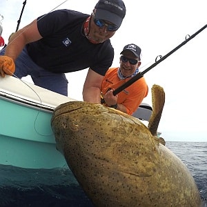 Grappling with Giant Grouper in the Gulf of Mexico