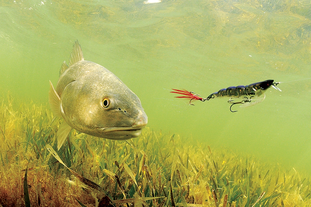 Spoon-feeding spring redfish - Carolina Sportsman