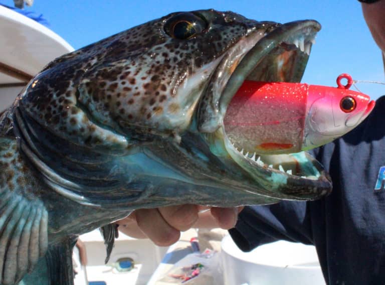 Lingcod caught using a swim bait