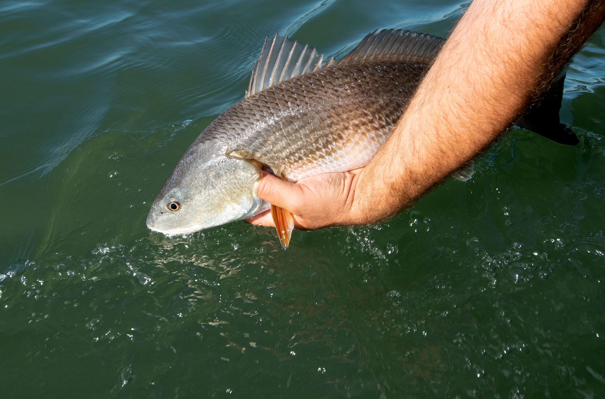 South Georgia Cast and Blast: Redfish and Marsh Hens | Sport Fishing Mag