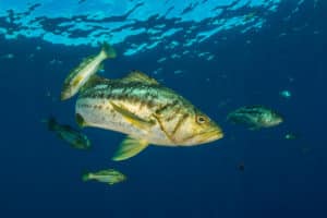 Calico Bass Underwater