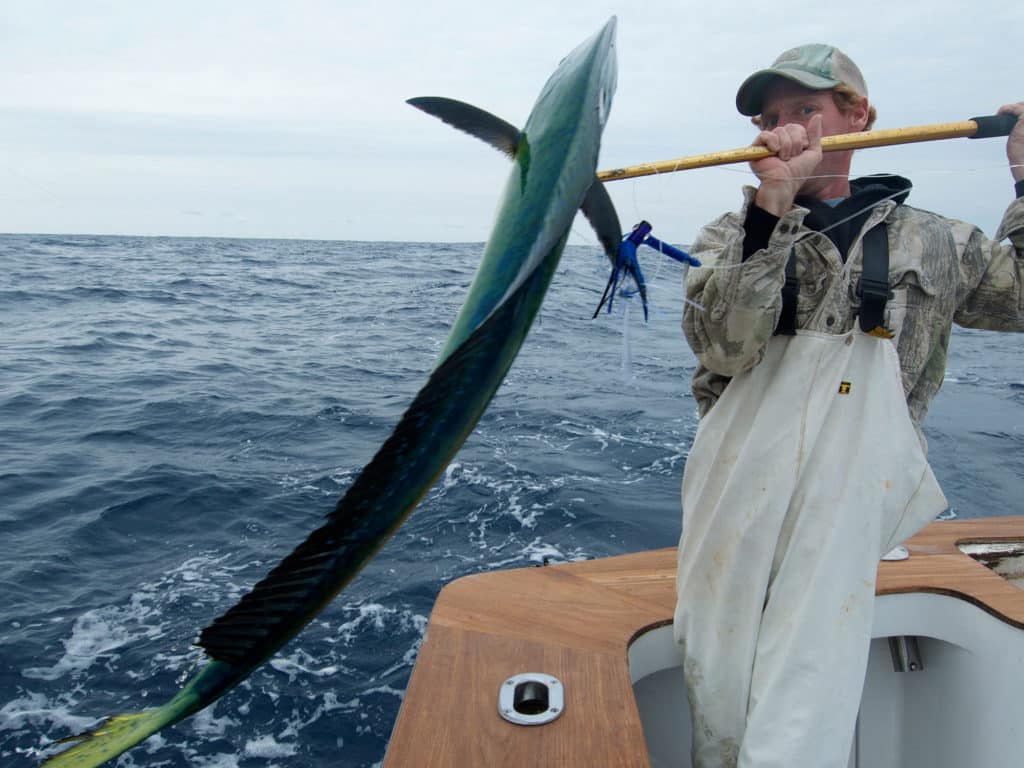 How to Catch Dolphin in the Mid-Atlantic