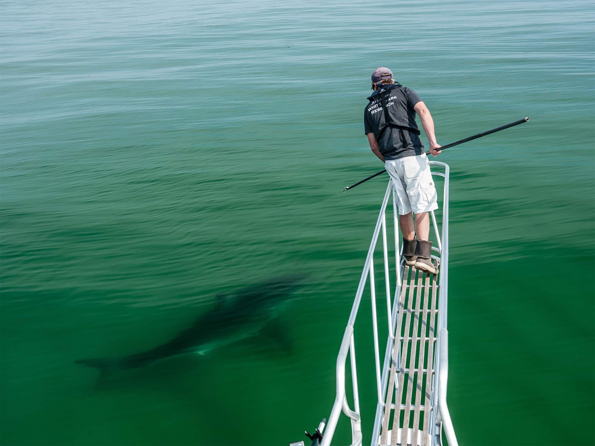 Recreational Shark Fishing  American Shark Conservancy