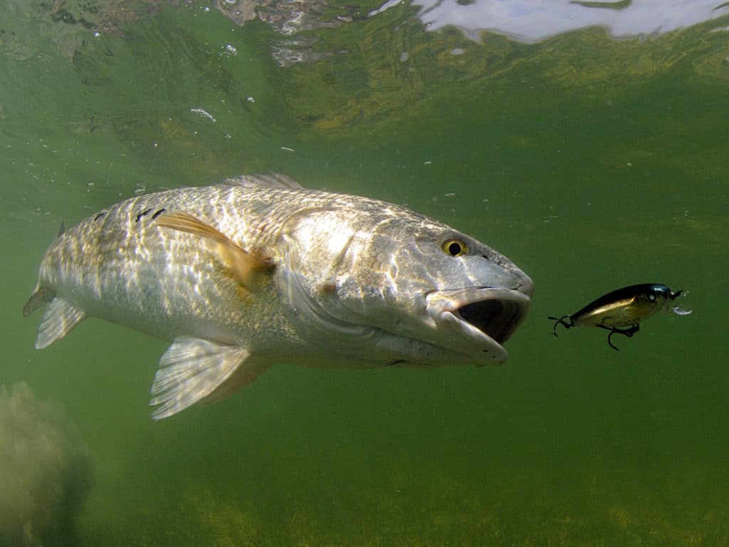 Redfish chasing bait underwater