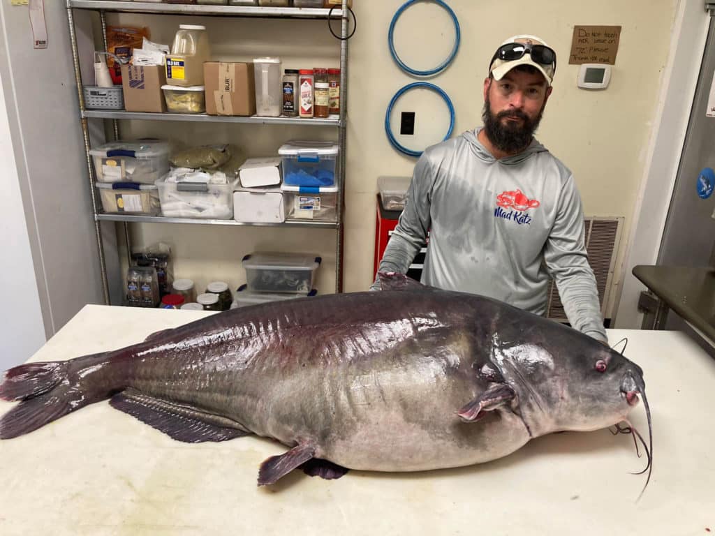 Giant catfish caught in Tennessee