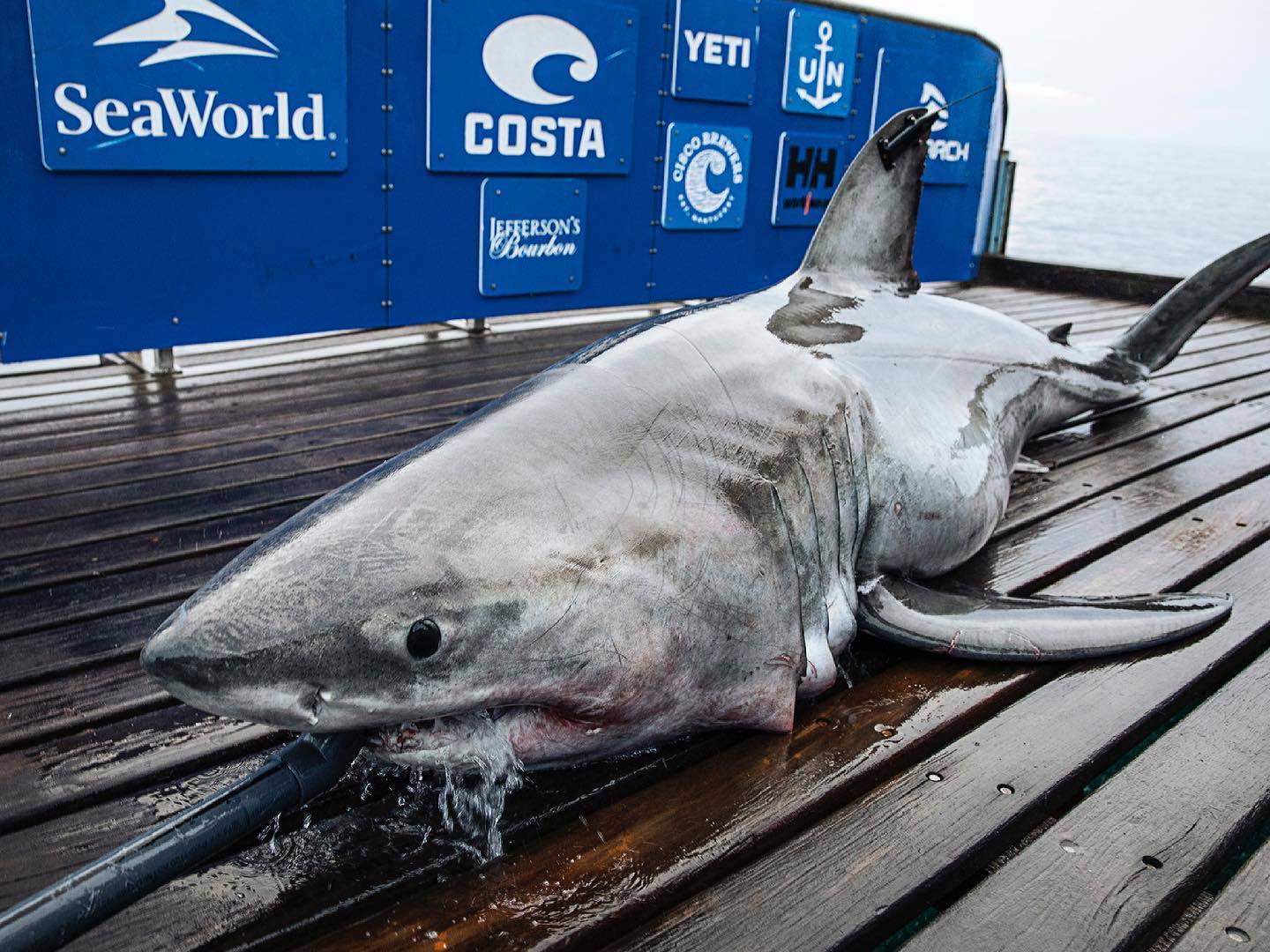 Great white shark tracked swimming off Mississippi Coast