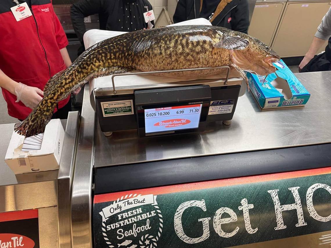 Two Record Indiana Burbot Caught on the Same Day by the Same Lake Michigan  Angler