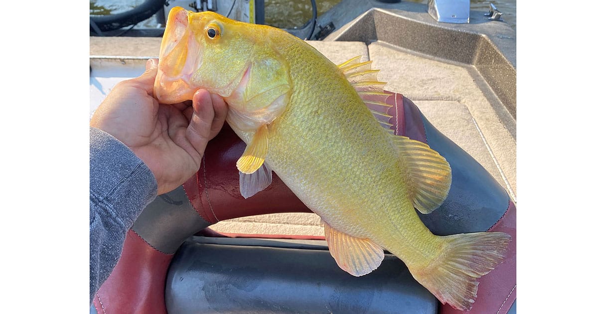 Largemouth Yellowfish