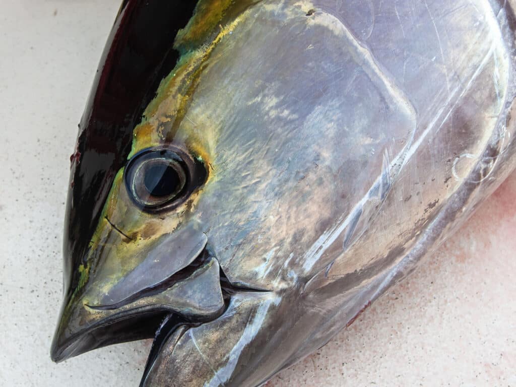Best Tuna Fishing Lures: Trolling for Yellowfin & Bluefin :  r/offshorefishing