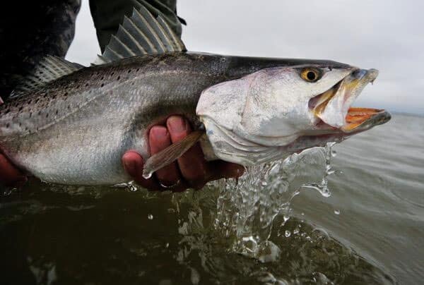 Seatrout Smackdown with Mustad and LIVETARGET - Fishing Tackle Retailer -  The Business Magazine of the Sportfishing Industry