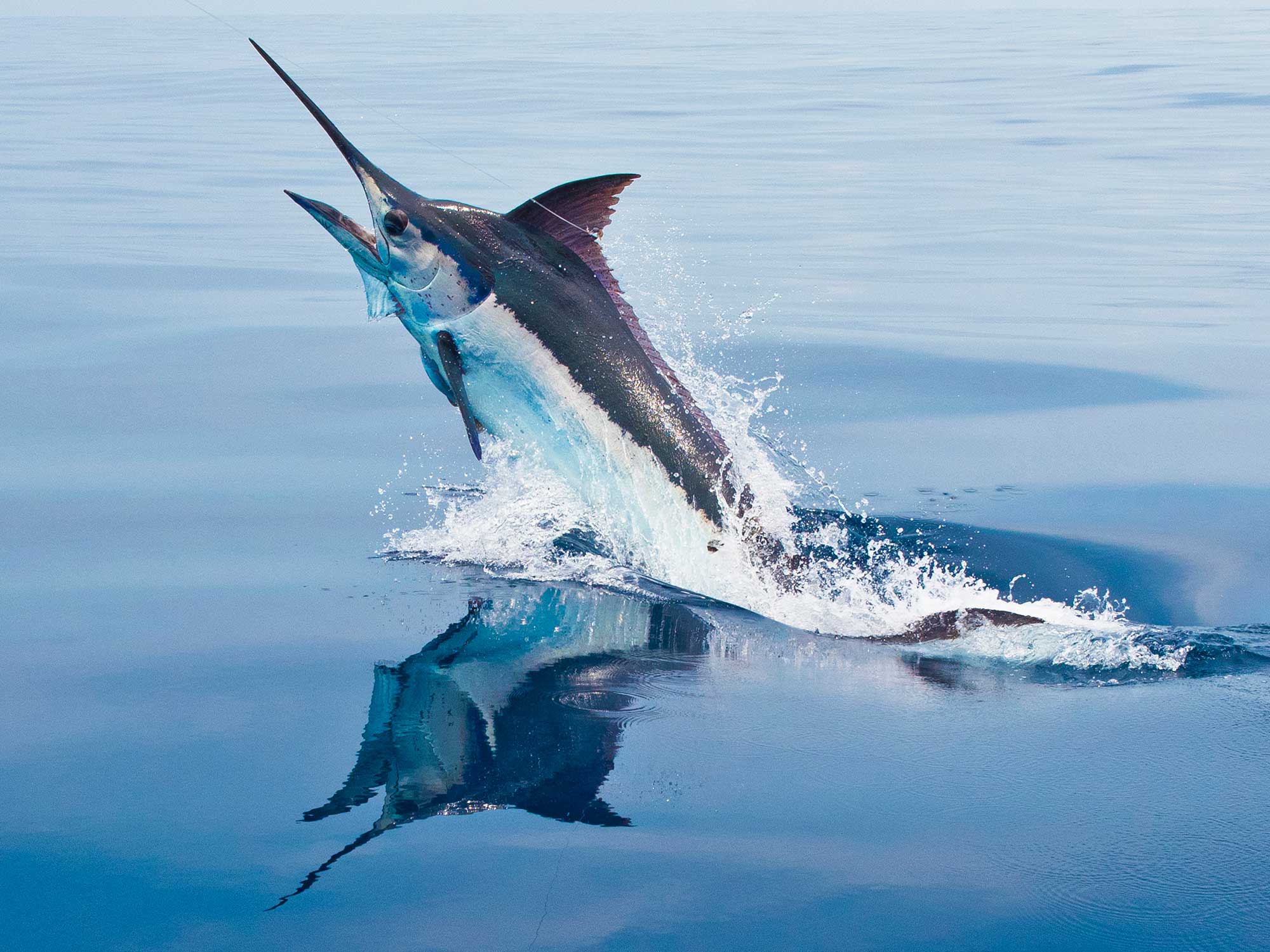 Guatemala's World-Class Sailfishing | Sport Fishing Mag