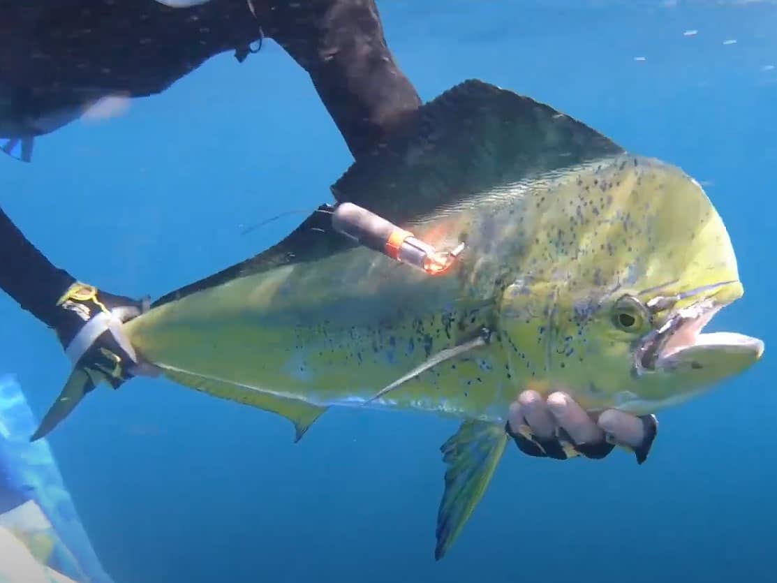 Protect the Blue: Faces of Conservation in the Florida Keys - Lower Keys