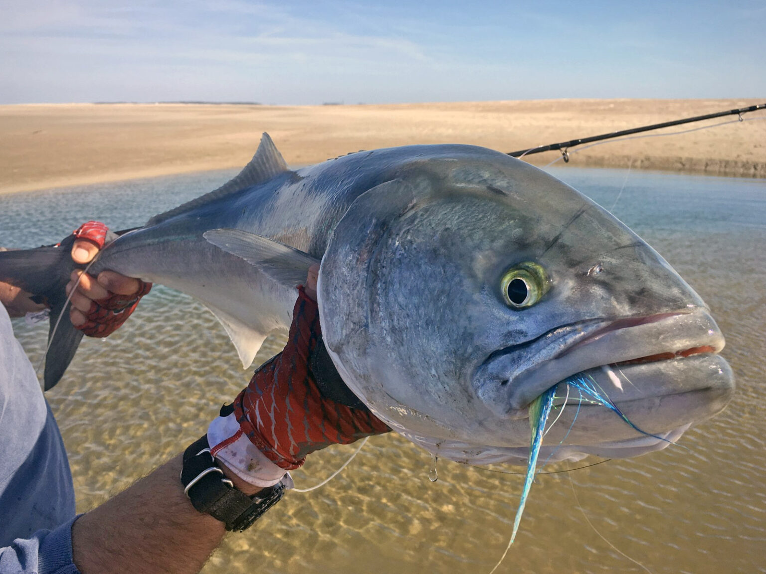 North Carolina Spring Bluefish Fishing 