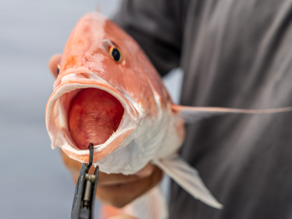 red snapper barotrauma