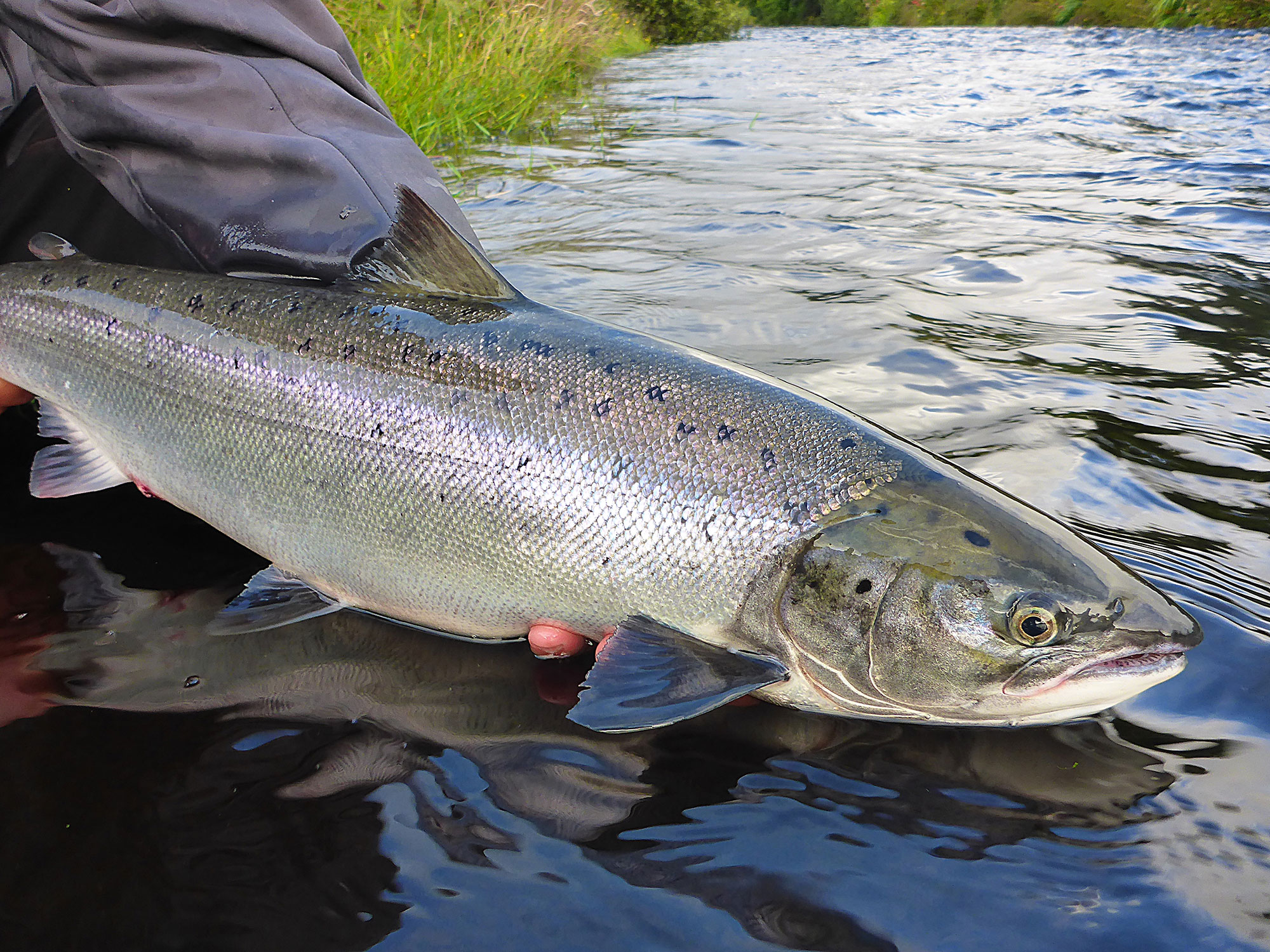 Salmon Fishing in Ireland | Sport Fishing Mag