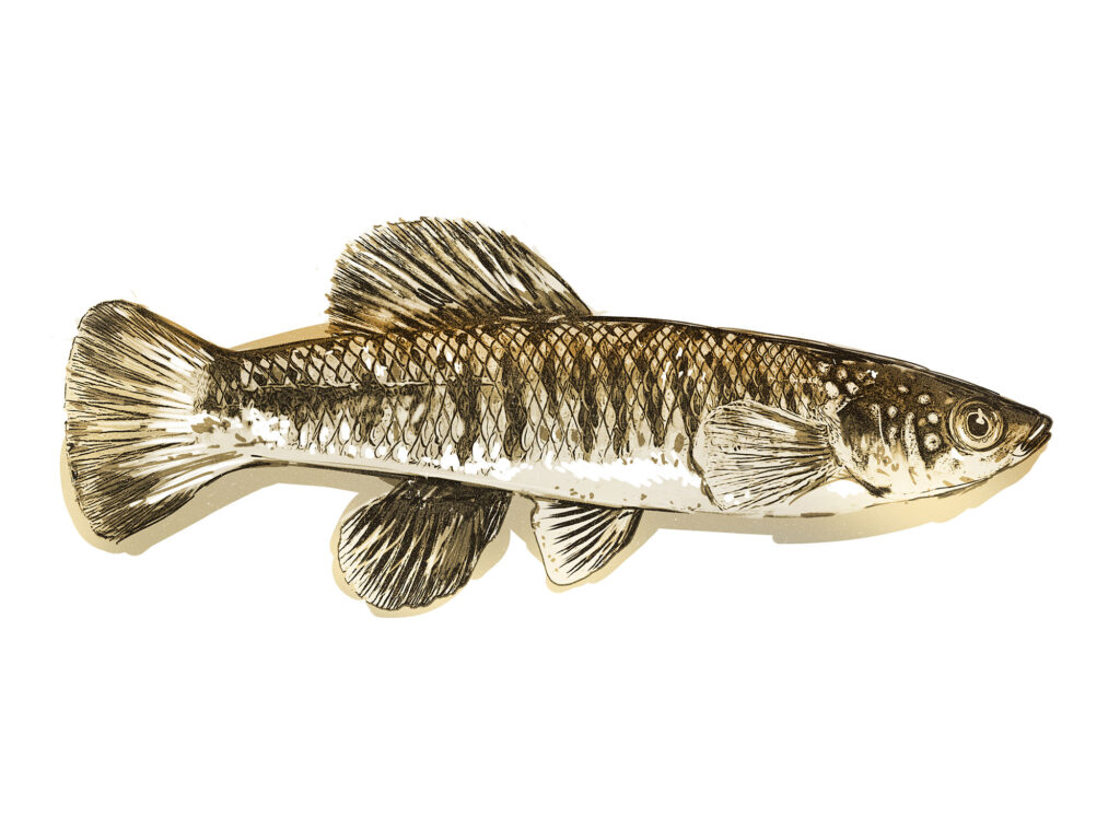 Five Baitfish Species You'll Find in the Marsh | Sport Fishing Mag