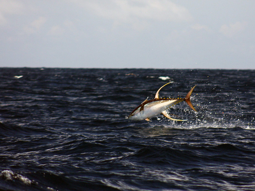 allison yellowfin tuna jump