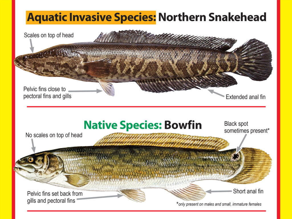 Comparing a snakehead and bowfin