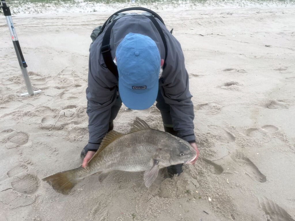 Black drum beach fishing