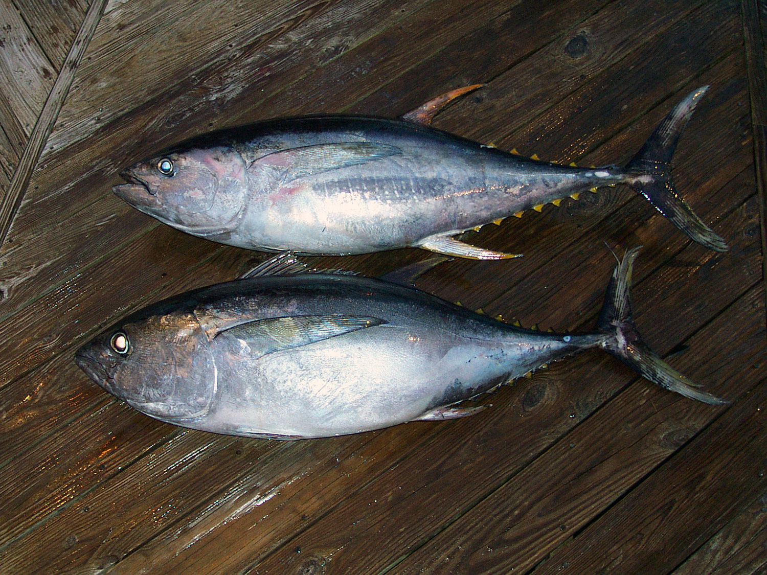 What is an Allison Tuna? | Sport Fishing Mag