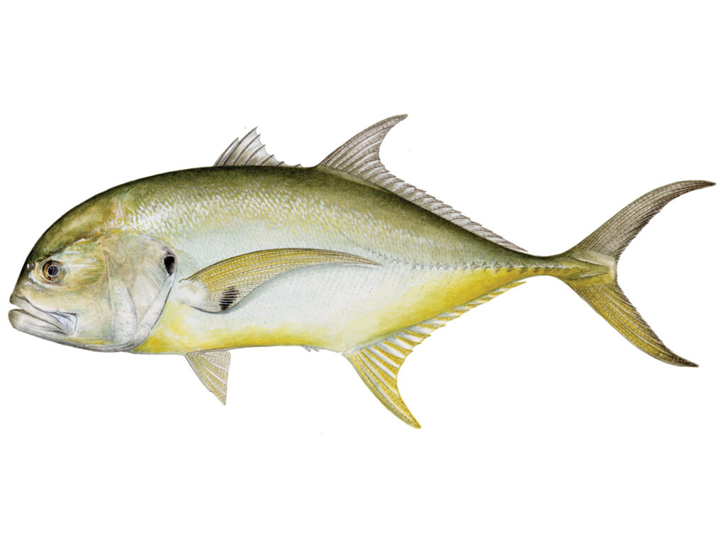 Jack Crevalle