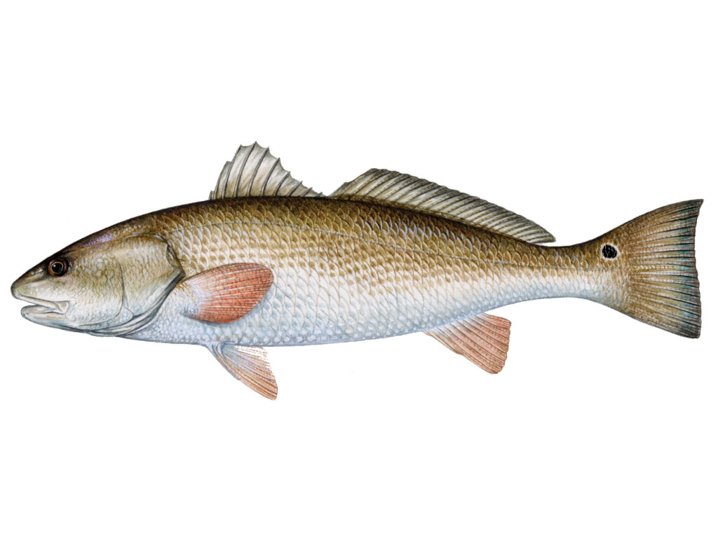 Red Drum