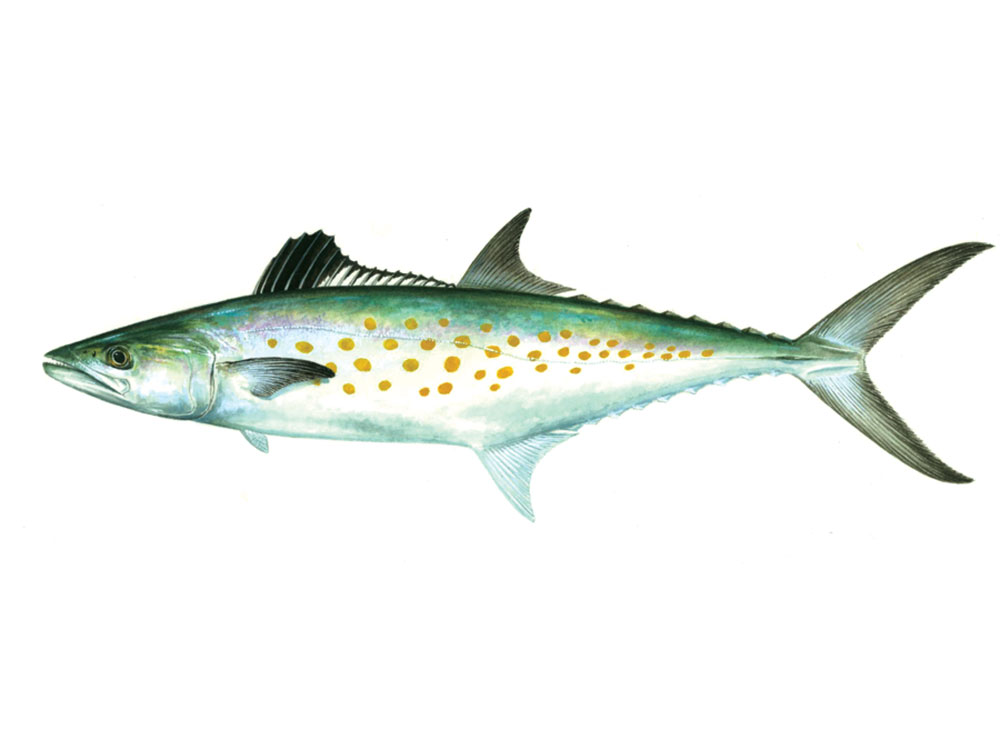 Spanish Mackerel