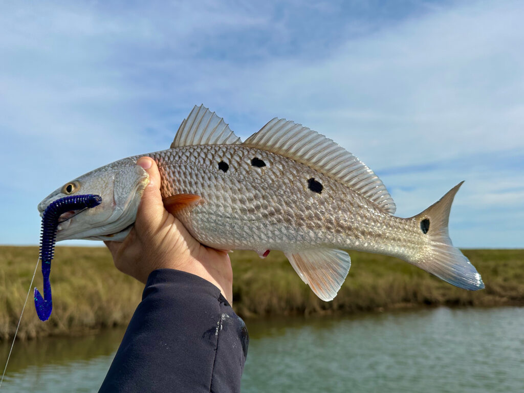 redfish caught on weedless rubber worm