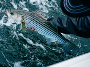 striped bass release