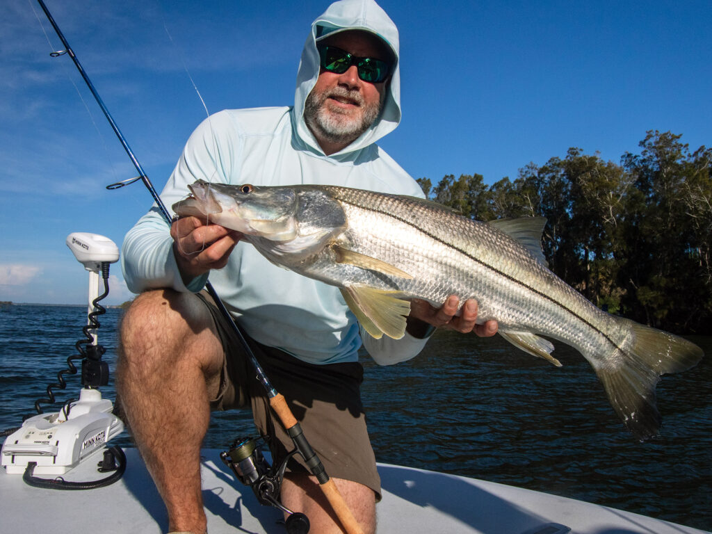 snook caught on a live shrimp