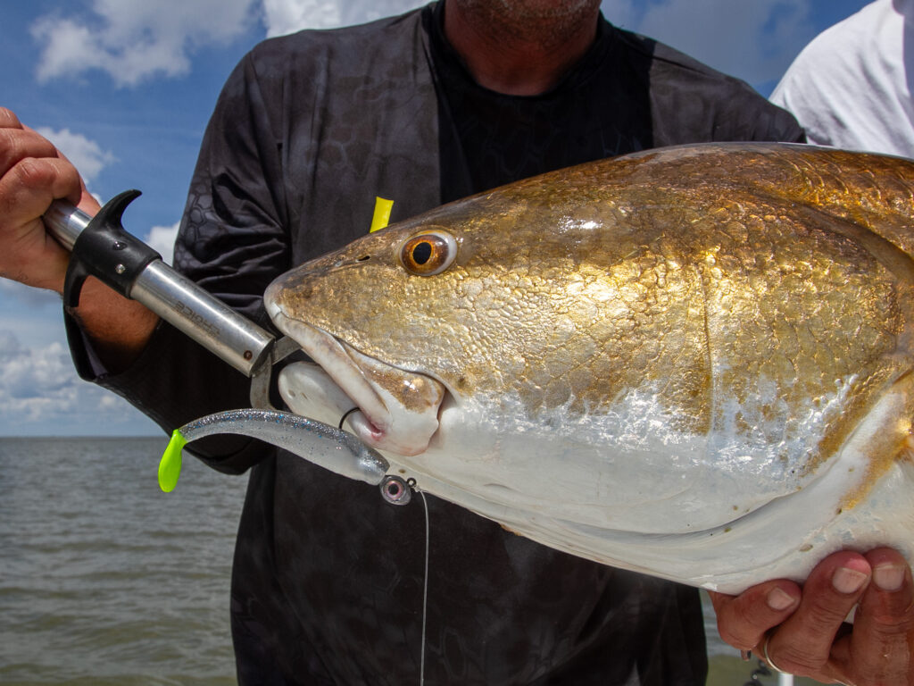 red drum caught on a paddle tail