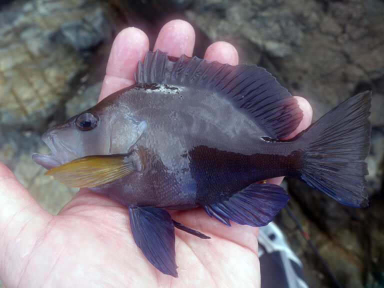 Bahamas hamlet fish