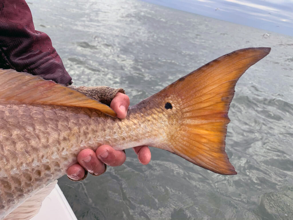 red drum tail