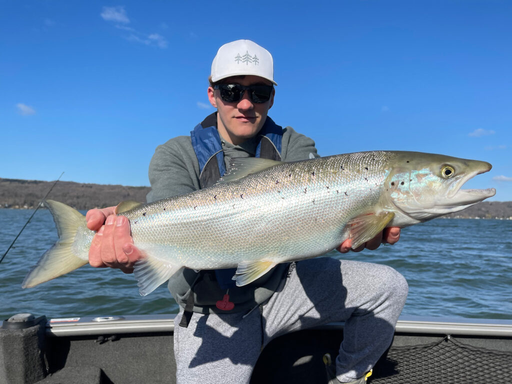 Atlantic landlocked salmon at the finger lakes