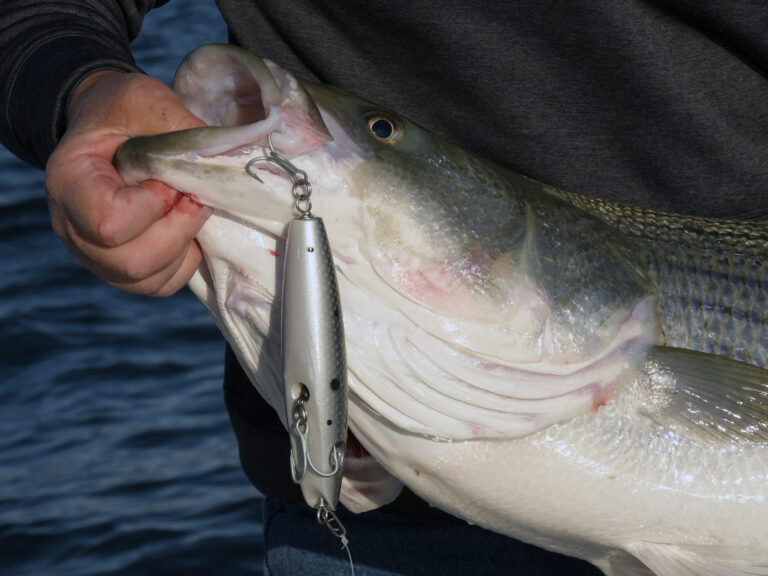 Outcast lures pencil popper