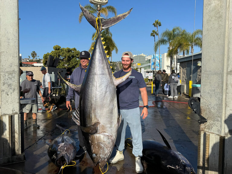 weighing a record yellowfin tuna