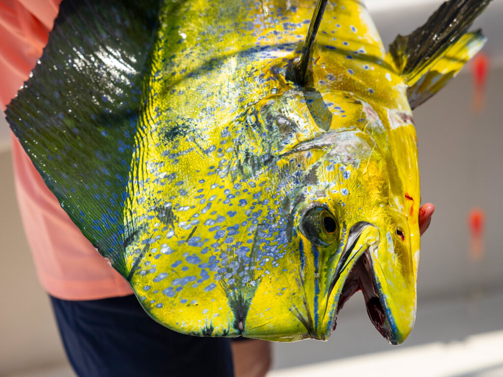 dorado catch from guatemala