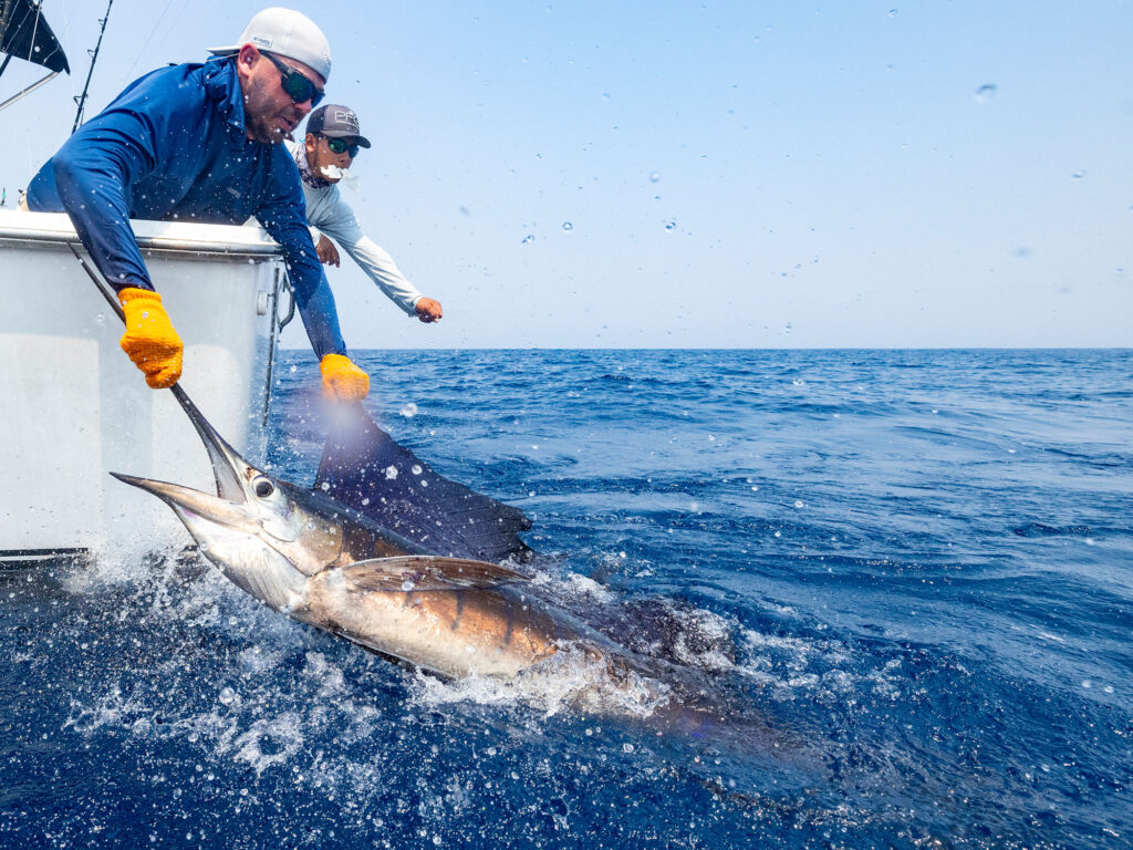 sailfish handled boatside and then released