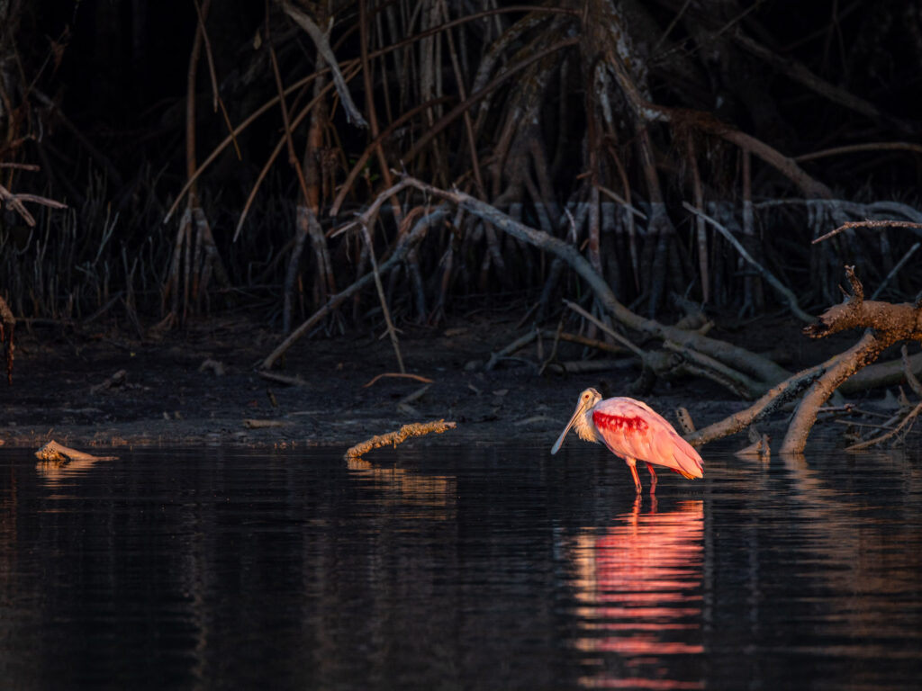 Pink spoonbill feeding among the mangroves.