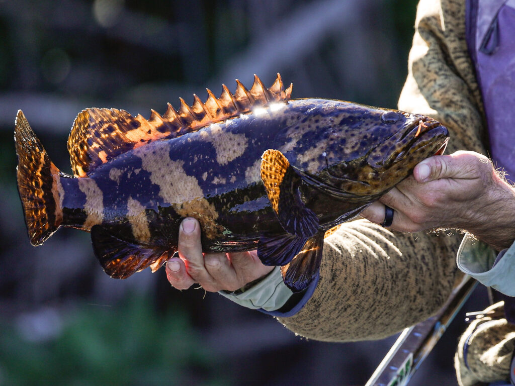 Goliath grouper caught while kayaking in the Florida Everglades.