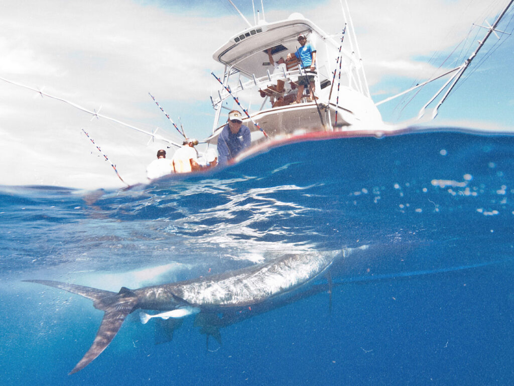 Catching billfish off the Crystal Coast