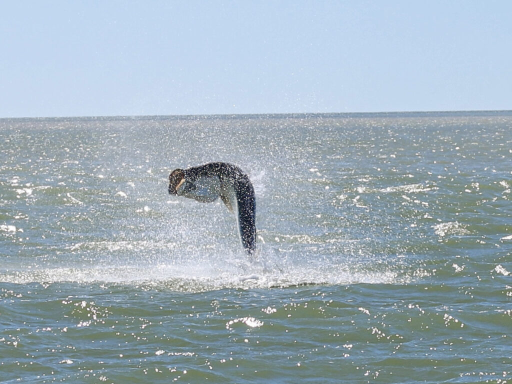 A tarpon leaps from the water on Florida Bay in Everglades National Park.