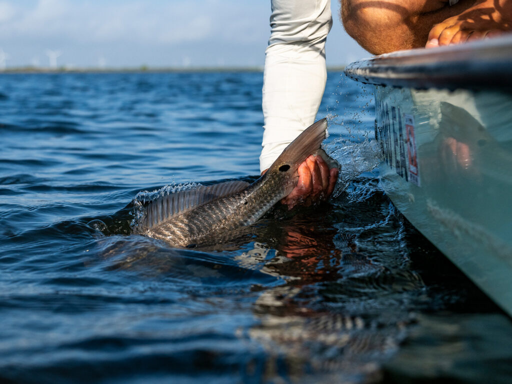 Texas redfish release