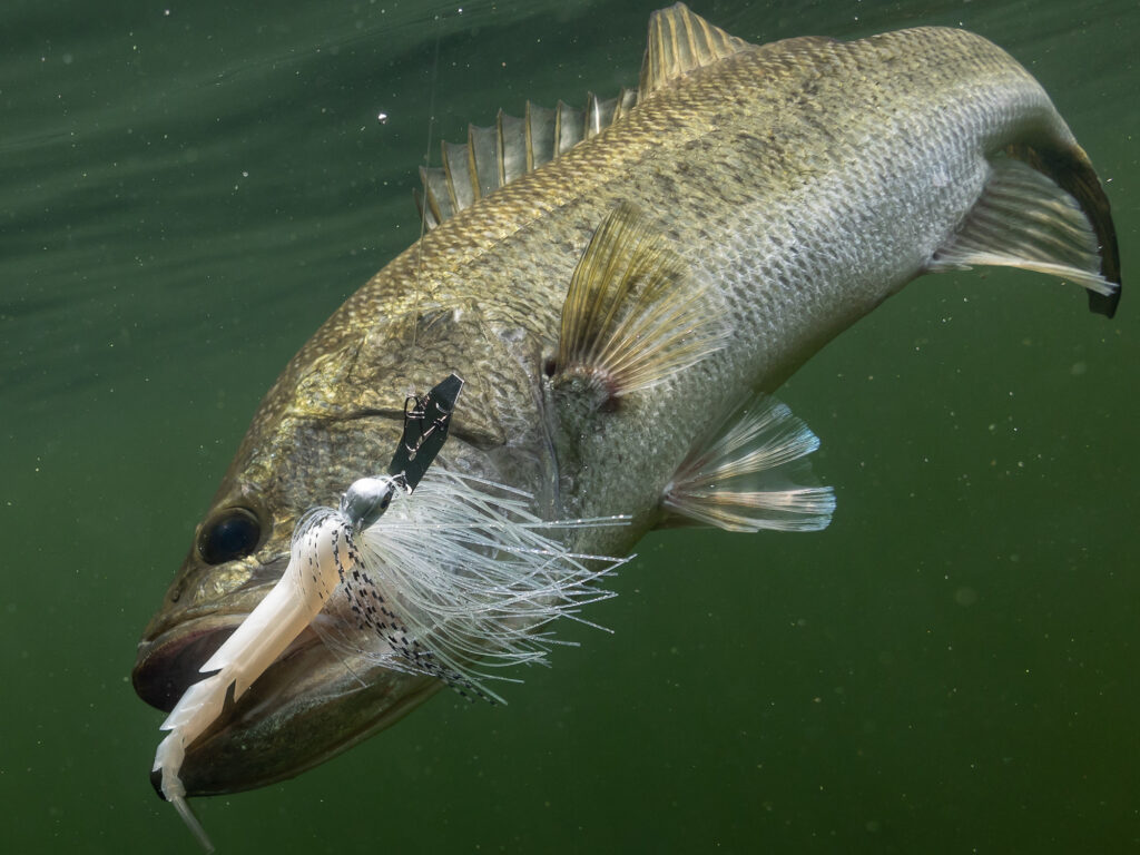 Bass with Chatterbait