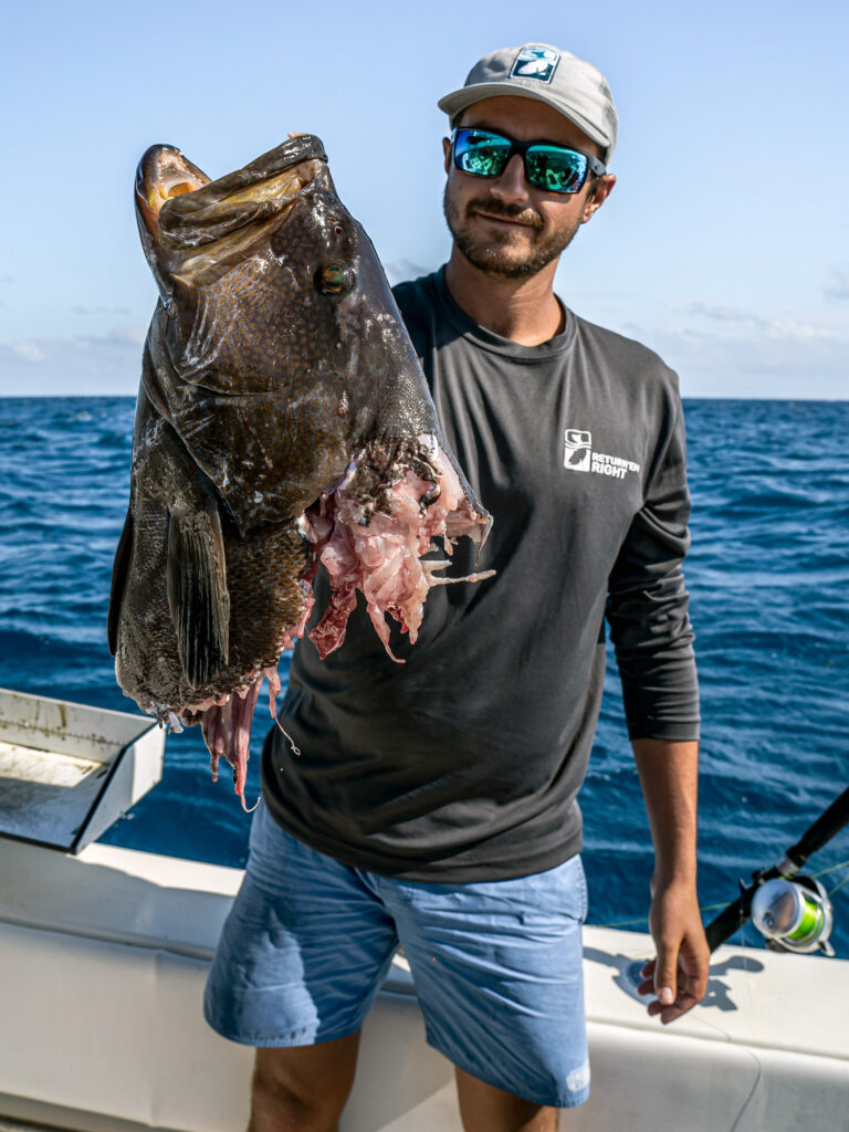 grouper eaten by shark