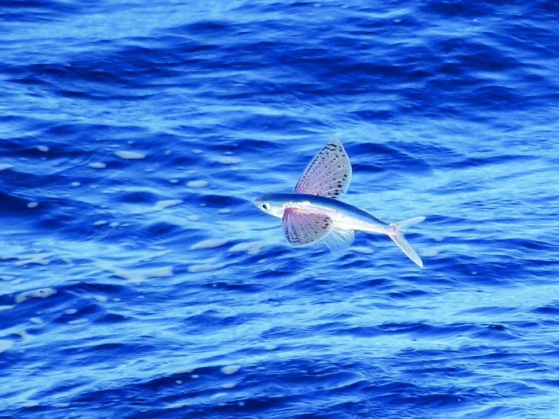 Flywing Fish Flying Fish | Sport Fishing Mag