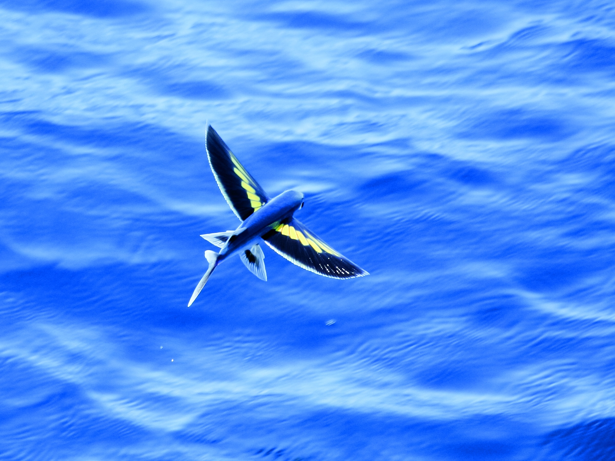 Flying Fish | Sport Fishing Mag