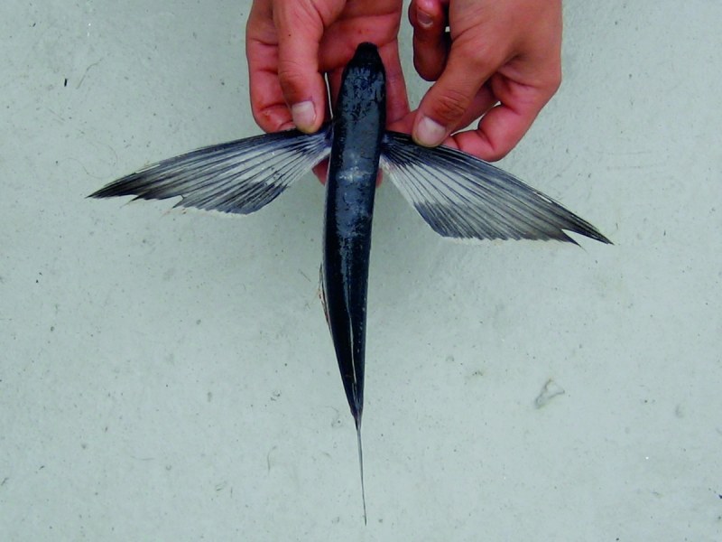 Flying Fish | Sport Fishing Mag